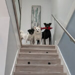 Mali, Casey, and Sansa at the top of the stairs